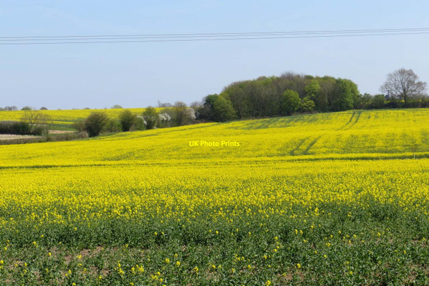Photo 6"x4" Field of rape near Middle Claydon Middle Claydon c2015