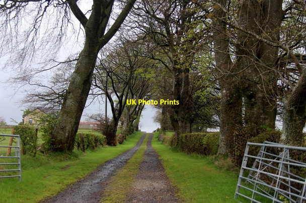 Photo 6"x4" Avenue at Templelea Balfron Station c2015