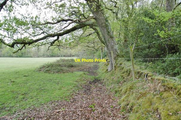 Photo 6"x4" Ipley, embankment and ditch Applemore c2015