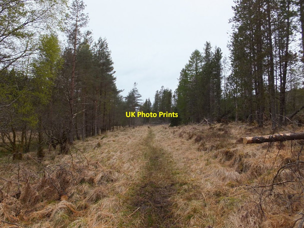 Photo 6"x4" Path through Kirkton Wood Kirkton\/NG9141 c2015