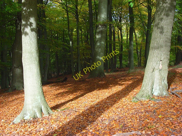 Photo 6"x4" Great Wood, Fawley Fawley\/SU7586 c2008