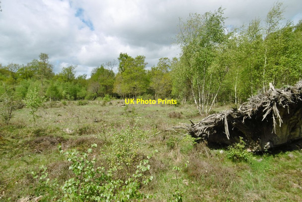 Photo 6"x4" Wootton Coppice Inclosure, scrub Wootton\/SZ2498 c2015