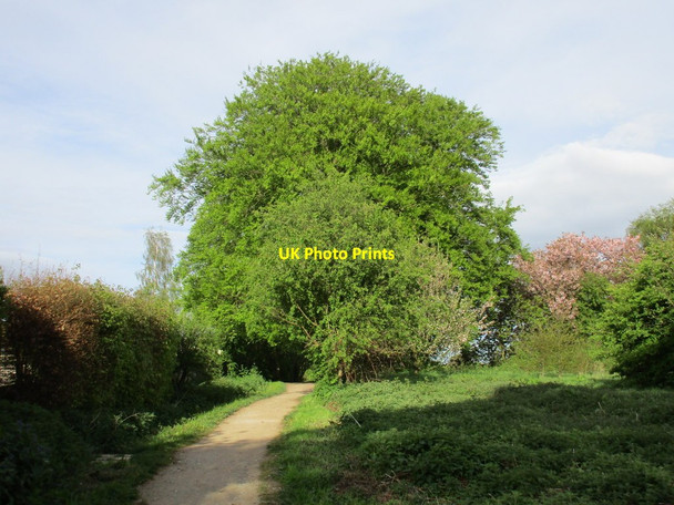 Photo 6"x4" Footpath on the southern fringe of Walkington Bentley\/TA0135 c2015