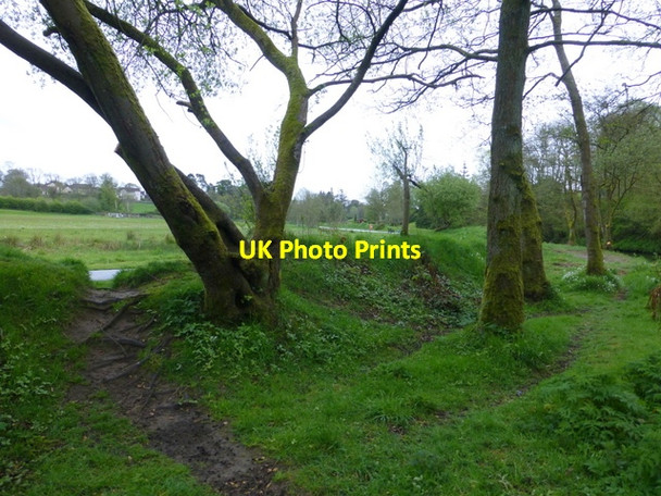 Photo 6"x4" Trees, Mullaghmore Omagh c2015