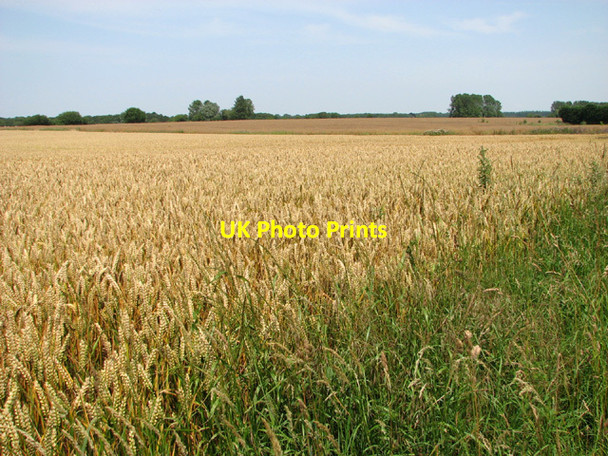 Photo 6"x4" Wheat crop field Brandiston c2014