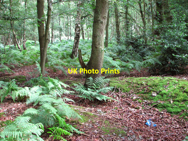 Photo 6"x4" Bracken on the southern edge of Buxton Heath The Heath\/TG1821 c2014