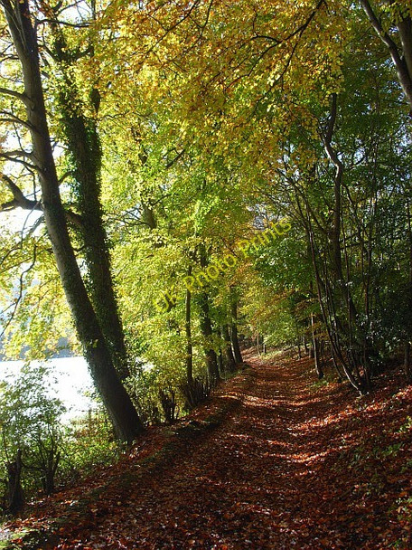 Photo 6"x4" Bridleway, Hanger Wood, Fingest Cadmore End c2008