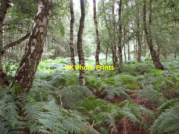 Photo 6"x4" Birches and bracken The Heath\/TG1821 c2014