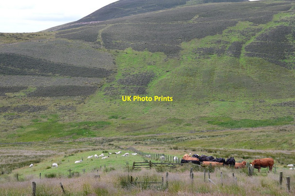 Photo 6"x4" Cattle and sheep, Boghall Glen Boghall\/NT2465 c2014