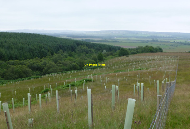 Photo 6"x4" New planting of mixed woodland North End\/NU1301 c2014