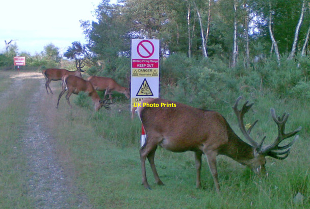 Photo 6"x4" Heatherside Stags Camberley c2014