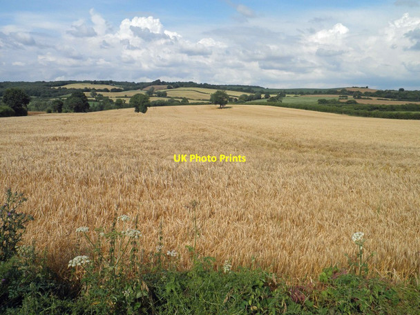 Photo 6"x4" Fields of gold from Park Lane Great Houghton Great Houghton\/SE4306 c2014