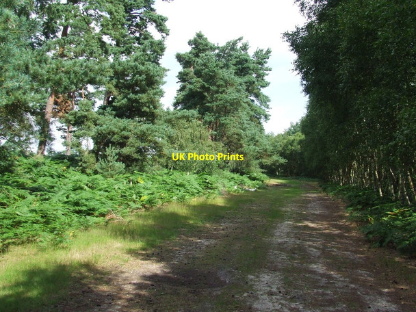 Photo 6"x4" Forest Path Duck Corner c2014