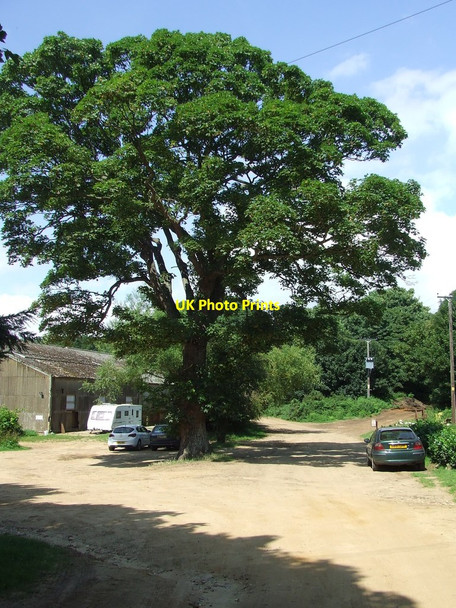 Photo 6"x4" Large Tree Duck Corner c2014