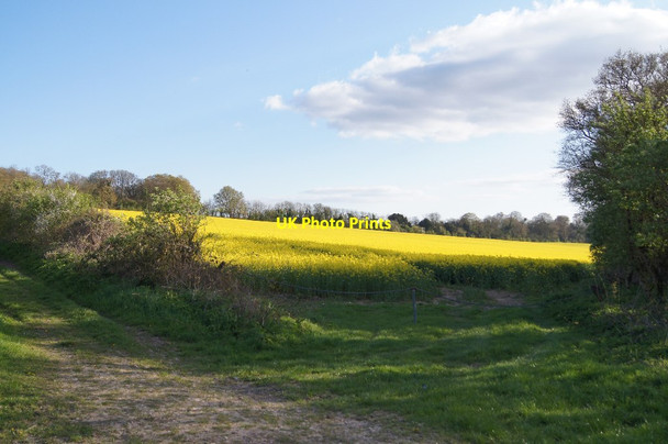Photo 6"x4" Farmland north of the Harrow Way Lynch\/SU5049 c2014