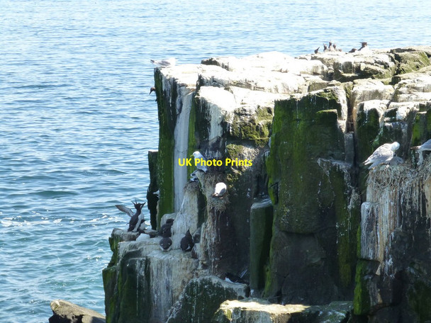 Photo 6"x4" Kittiwakes and Guillemots on Staple Island Brownsman c2014