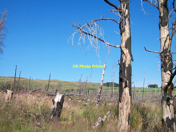 Photo 6"x4" The fire damaged Fofannyreagh Woodland Kilcoo c2014