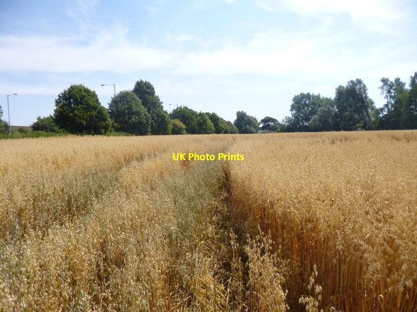Photo 6"x4" Appledram, oat field Chichester c2014