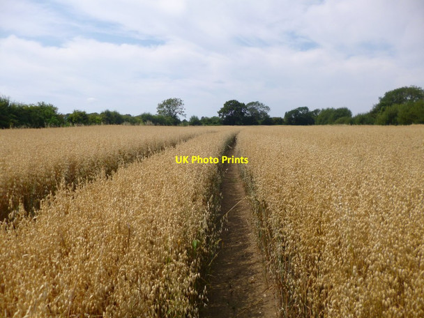 Photo 6"x4" Appledram, tracks Chichester c2014