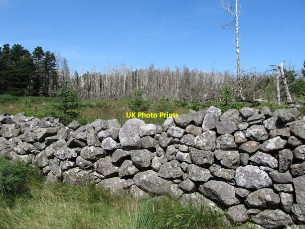 Photo 6"x4" Fire damaged section of Clonachullion Wood Kilcoo c2014