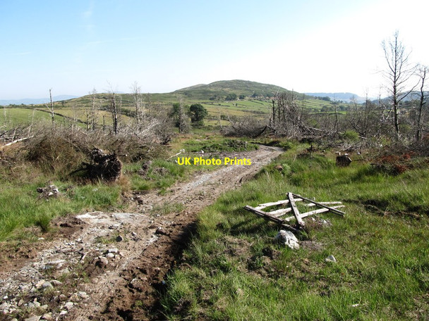 Photo 6"x4" Rutted track leading to Trassey Road through the remains of Fofannyreagh Wood Kilcoo c2014
