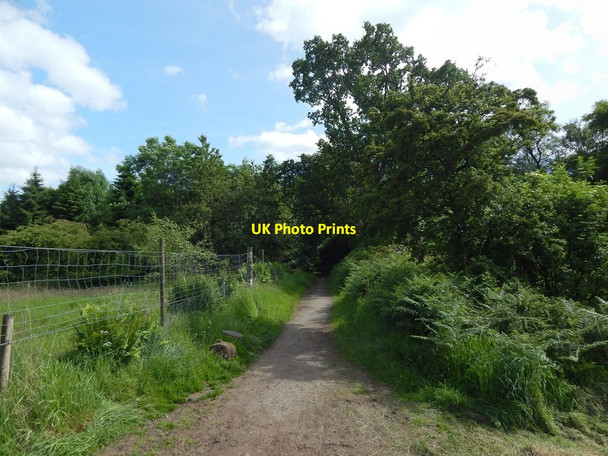 Photo 6"x4" Path through Loch Wood Blanefield\/NS5579 c2014