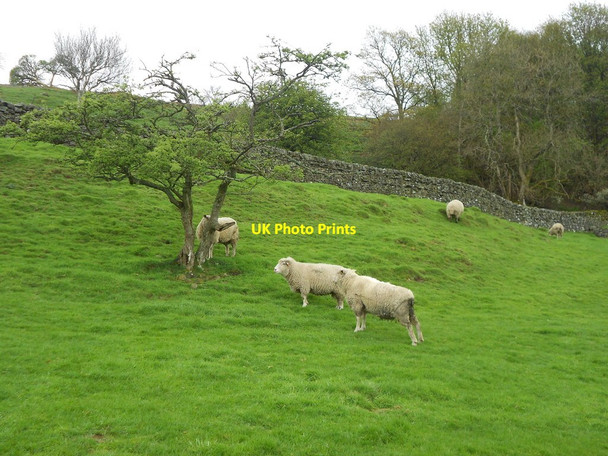 Photo 6"x4" Sheep at Kirkland Kirkland\/NX8090 c2014