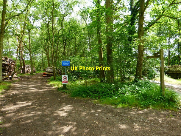 Photo 6"x4" Byway and footpath diverge in woodland Pirbright c2014