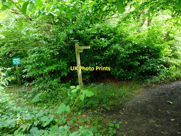 Photo 6"x4" Footpath changes direction in woodland Pirbright c2014