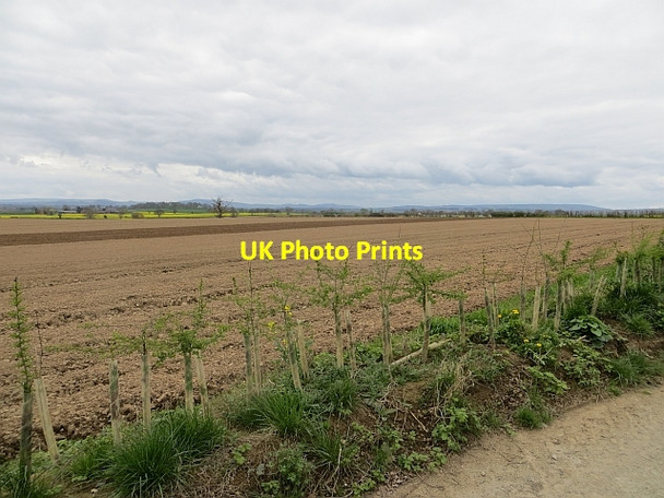Photo 6"x4" Young hedge, Little Ness Little Ness\/SJ4019 c2014
