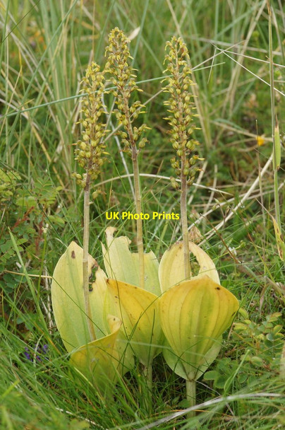 Photo 6"x4" Common Twayblade (Neottia ovata), Embo dunes Embo c2014