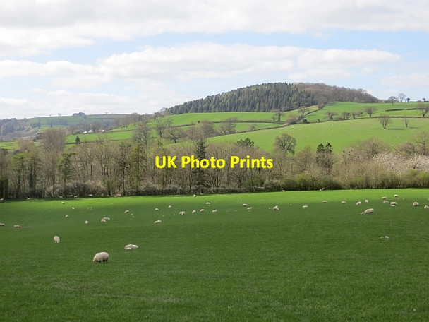 Photo 6"x4" Sheep grazing, Plowden Plowden c2014