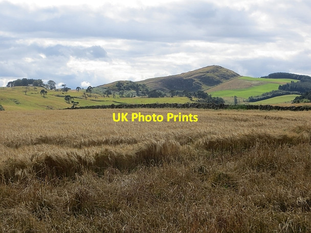 Photo 6"x4" Barley, Brunton Brunton\/NO3220 c2014