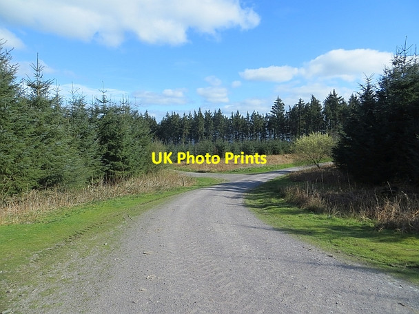 Photo 6"x4" Logging roads above Churchmoor Hamperley c2014