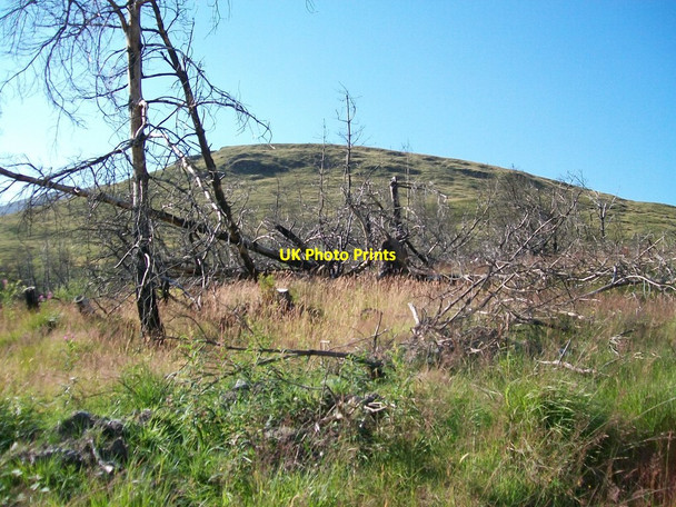 Photo 6"x4" The north-western end of the Slieve Meelbeg ridge viewed from Fofannyreagh Wood Kilcoo c2014