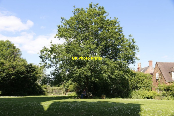 Photo 6"x4" The Oak Tree Raglan c2014