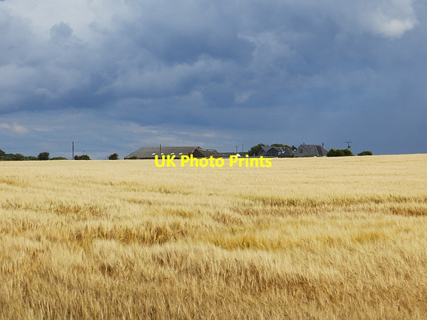 Photo 6"x4" Barley, North Berwick North Berwick c2014