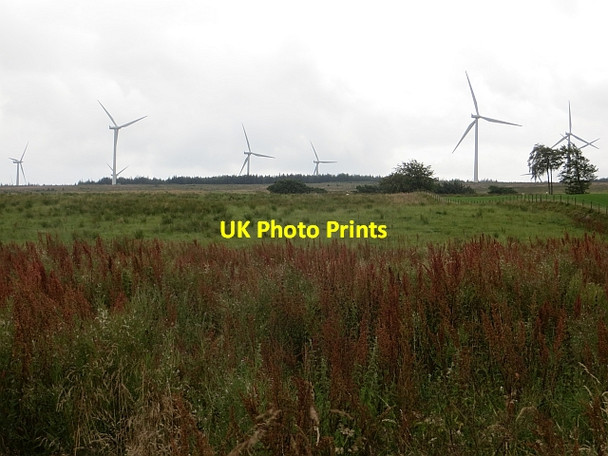 Photo 6"x4" Rough grazing Auldhouse c2014