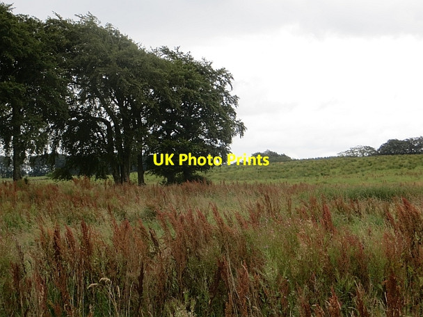 Photo 6"x4" Rough ground above Auldhouse Auldhouse c2014