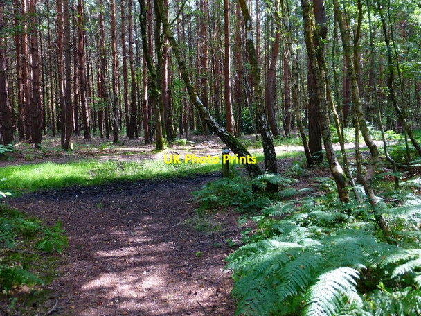 Photo 6"x4" Footpath reaches bridleway on Stanford Common Pirbright c2014