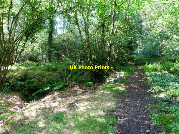 Photo 6"x4" Footpath crosses Stanford Brook Pirbright c2014