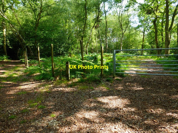 Photo 6"x4" Footpath turns left on Stanford Common Pirbright c2014