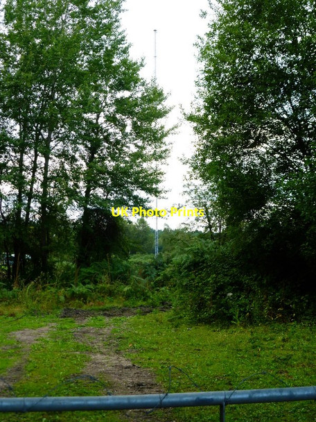 Photo 6"x4" Mast on Cobbetthill Common Littlefield Common c2014
