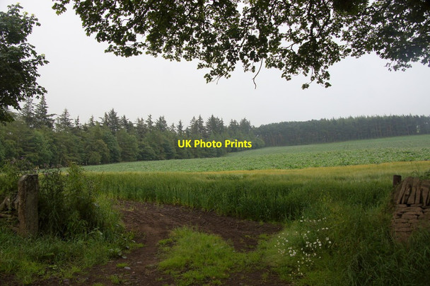 Photo 6"x4" Fields between Kinpurney and Templeton, Newtyle Balkeerie c2014