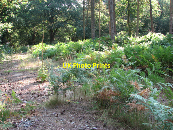 Photo 6"x4" Overgrown concreted track Quidenham c2014