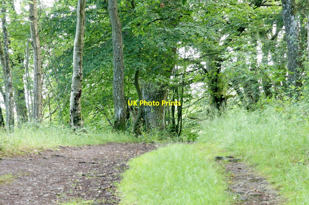 Photo 6"x4" Druidsmere Wood, Ardblair, Blairgowrie Blairgowrie c2014