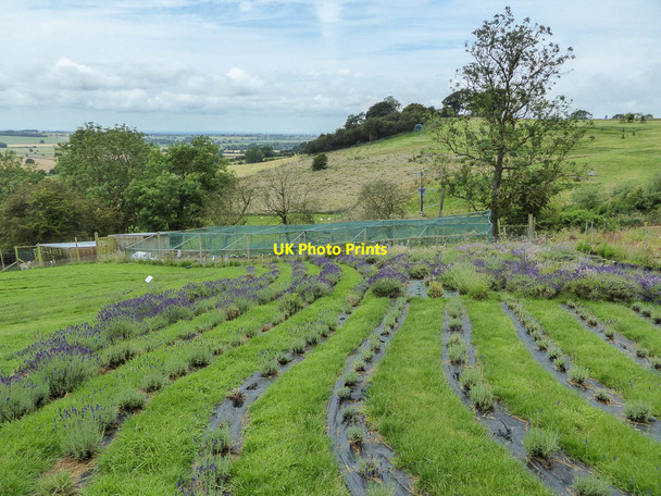 Photo 6"x4" Yorkshire Lavender, Terrington, Yorkshire Terrington c2014 P1