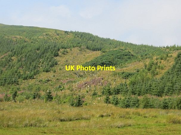 Photo 6"x4" Replanted woodland, Kerrcleuch Happertutie Burn c2013
