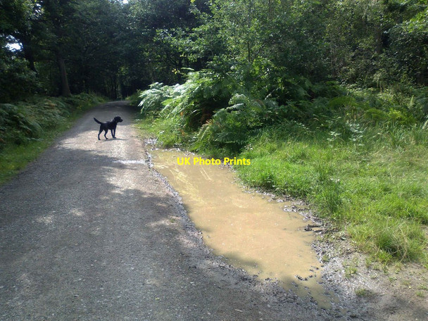 Photo 6"x4" Puddle in the Wyre Forest, near Buttonoak Pound Green\/SO7578 c2014