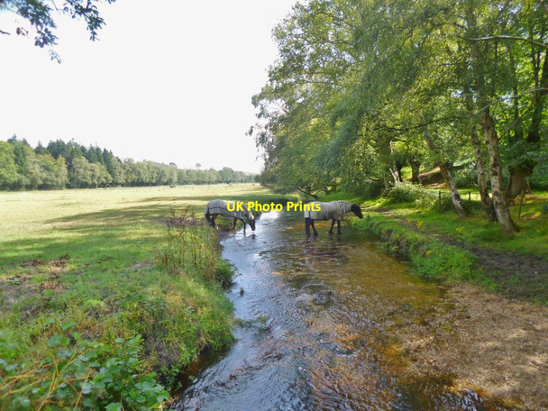 Photo 6"x4" Moyles Court, Dockens Water Mockbeggar\/SU1609 c2014